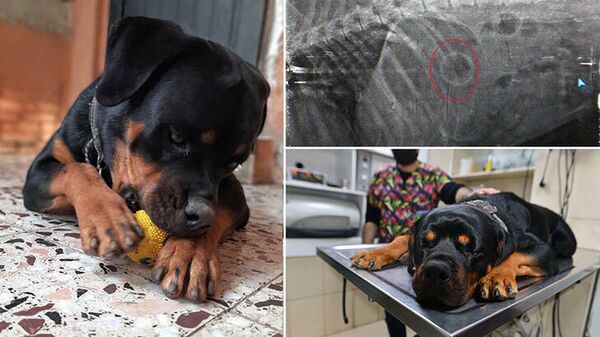 Köpeğin oynarken yuttuğu plastik top, ameliyatla çıkartıldı - Sputnik Türkiye