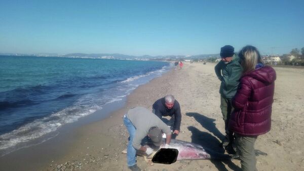 Kuşadası sahilinde nadir görülen deniz canlıları ölü olarak bulundu - Sputnik Türkiye