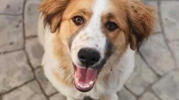 Üzerlerine gelen köpeği öldüren polise soruşturma
 - Sputnik Türkiye