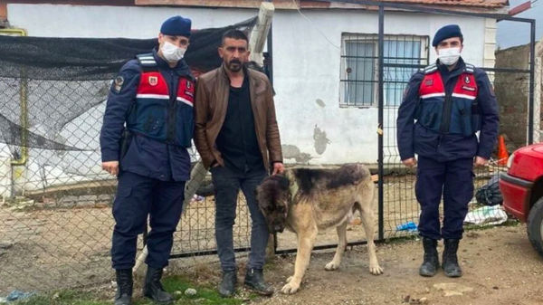 Tanınmaması için çaldığı köpeği boyadı - Sputnik Türkiye