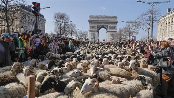 Paris'in ünlü caddesini koyunlar doldurdu - Sputnik Türkiye