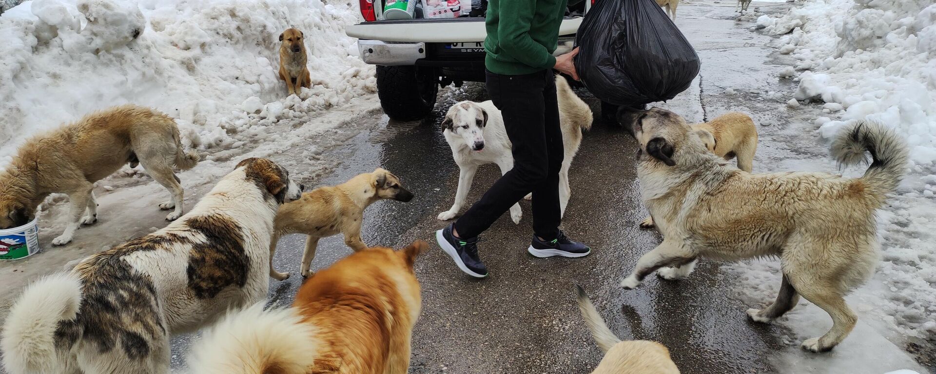 Adanalı kebapçı, soğuk kış günlerinde karda aç kalan sokak köpeklerini beslemek için haftada 500 kilometre yol kat ediyor - Sputnik Türkiye, 1920, 12.03.2022