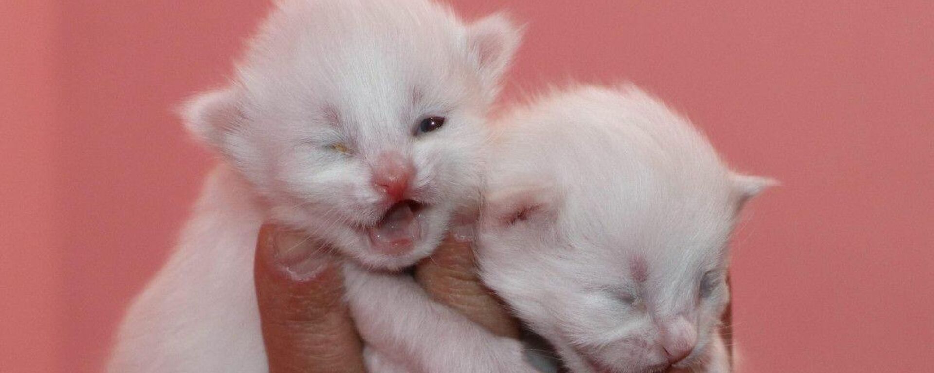 Van kedileri yılın ilk yavrularını dünyaya getirdi - Sputnik Türkiye, 1920, 16.03.2022