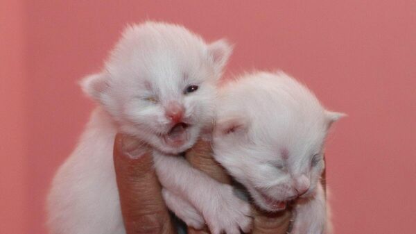 Van kedileri yılın ilk yavrularını dünyaya getirdi - Sputnik Türkiye