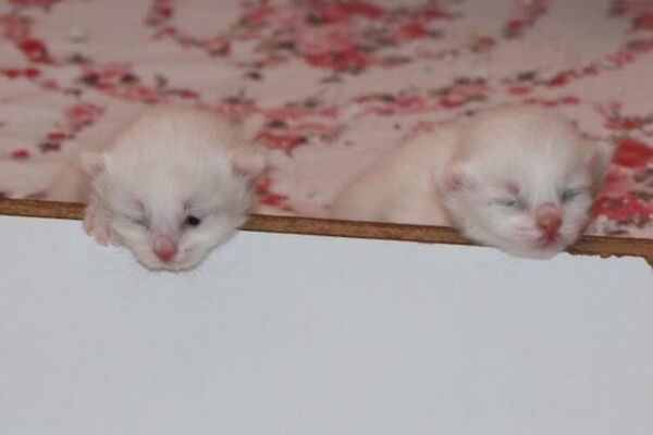 Van kedileri yılın ilk yavrularını dünyaya getirdi - Sputnik Türkiye