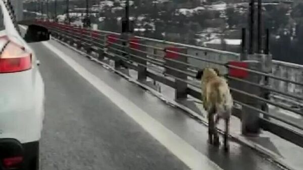 Köprüde köpeğe güvenlik konvoyu - Sputnik Türkiye