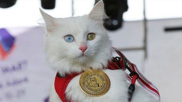 'Van Kedisi Güzellik Yarışması' sonuçlandı: Birinci kedi tam altın kazandı  - Sputnik Türkiye