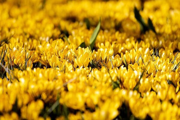 Hollanda&#x27;da dünyanın en büyük lale bahçesi olarak bilinen ve ülke turizminde önemli bir yeri olan Keukenhof, bu yıl misafirlerini &#x27;çiçek klasikleri&#x27; temasıyla ağırlıyor. - Sputnik Türkiye