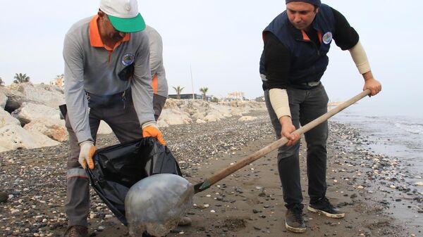 Akdeniz'de kıyılar ölü zehirli denizanalarından temizleniyor - Sputnik Türkiye