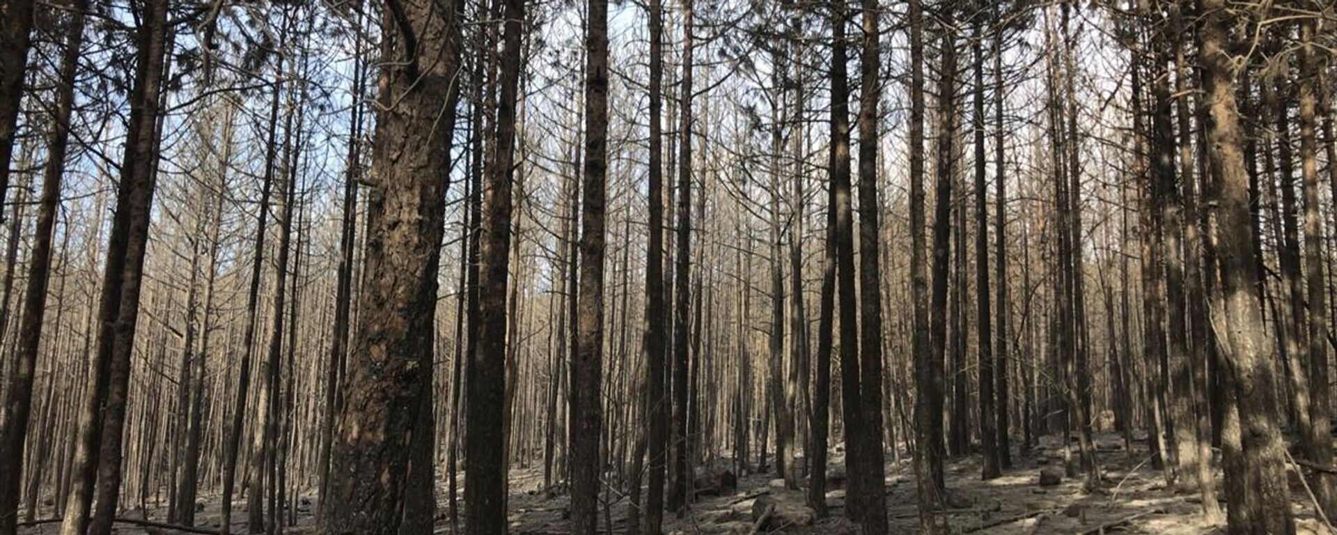 Balıkesir'in Sındırgı ilçesi sınırlarındaki ormanlık alanda çıkan yangın kontrol altına alındı.
 - Sputnik Türkiye, 1920, 18.07.2022