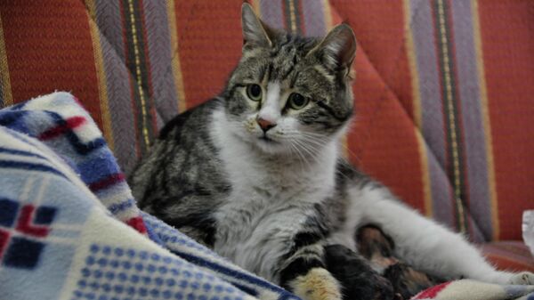 Doğum sancısı çeken kedi aile sağlığı merkezine geldi, doğumu burada yaptırıldı - Sputnik Türkiye