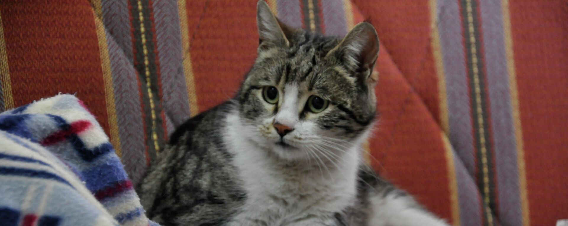 Doğum sancısı çeken kedi aile sağlığı merkezine geldi, doğumu burada yaptırıldı - Sputnik Türkiye, 1920, 06.04.2024