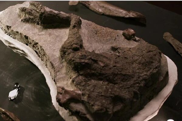 Dinozorları yok eden asteroitle bağlantılı ilk fosil bulundu - Sputnik Türkiye