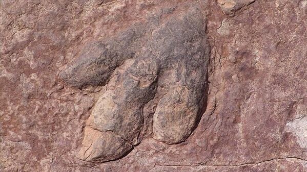 Dinozorları yok eden asteroitle bağlantılı ilk fosil bulundu - Sputnik Türkiye