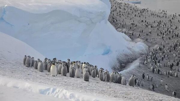 Antarktika penguen - Sputnik Türkiye