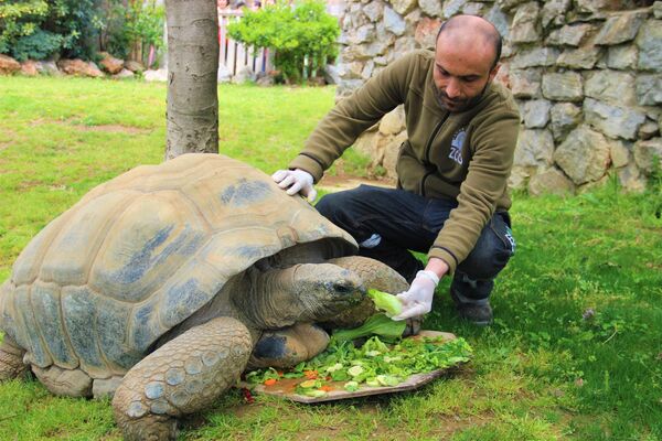 Kocaeli’nin Darıca ilçesinde içinde 250’nin üzerinde türü ve 3 binin üzerinde hayvanı barındıran Faruk Yalçın Hayvanat Bahçesi’nin en yaşlı üyesi olan Tuki, görüntüsü ve büyüklüğüyle ziyaretçilerin ilgi odağı oluyor. - Sputnik Türkiye