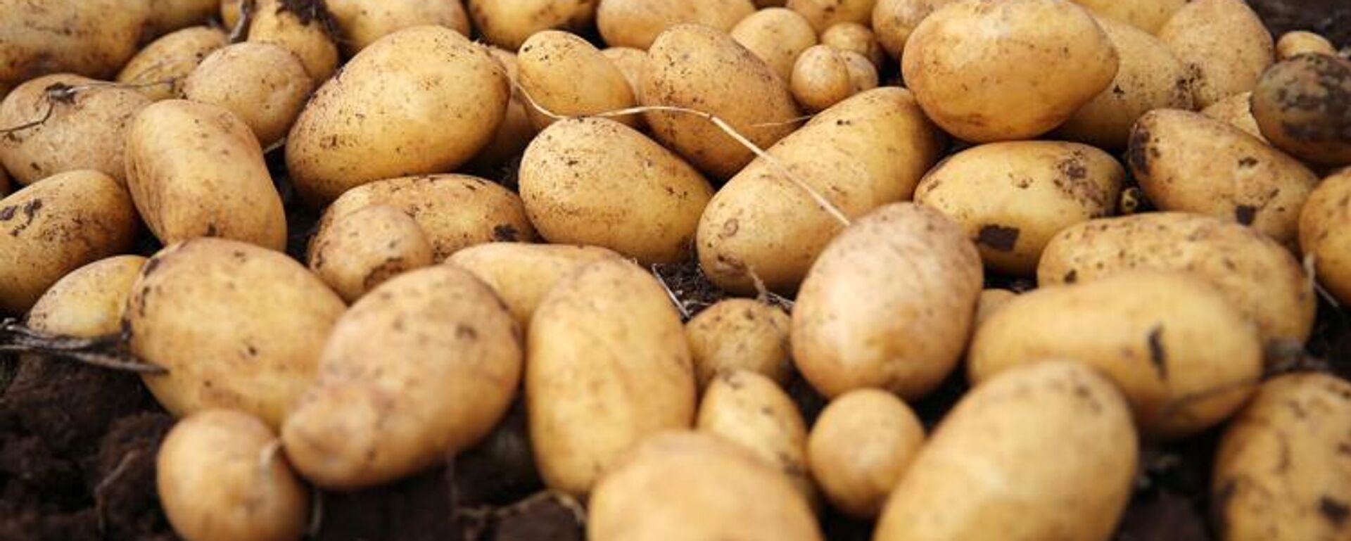 Patates  - Sputnik Türkiye, 1920, 07.05.2025