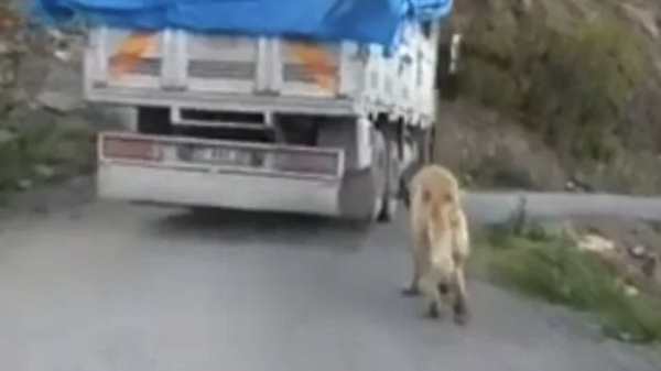 Antalya'nın Gazipaşa ilçesinde küçükbaş hayvanlarını yaylaya götürdüğü kamyonun arkasına bağladığı köpeğiyle yolculuk yapan M.A.'yı fark eden diğer sürücüler cep telefonu kamerasıyla görüntüledi. - Sputnik Türkiye
