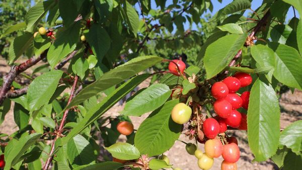 Sezonun ilk kirazı Manisa'da hasat edildi - Sputnik Türkiye