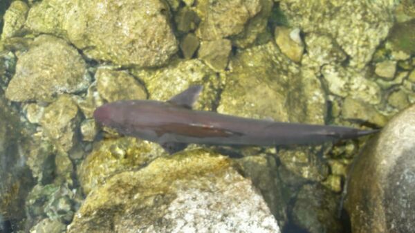 Edirne'de bir balıkçının oltasına 70 santimetre uzunluğunda 5 kilogram ağırlığında köpek balığı takıldı - Sputnik Türkiye