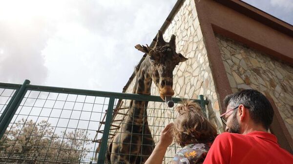 6 yıl sonra eş bulunan zürafa Şakir'in baba olması için çalışılıyor
 - Sputnik Türkiye