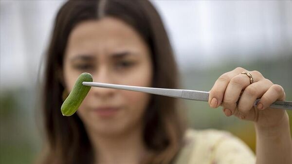 Boyları 5 santimetreyi geçmeyen minik sebzelerin hasadına başlandı
 - Sputnik Türkiye