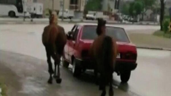 Aracına iple bağladığı 2 atı otomobille çeken sürücüye ceza - Sputnik Türkiye