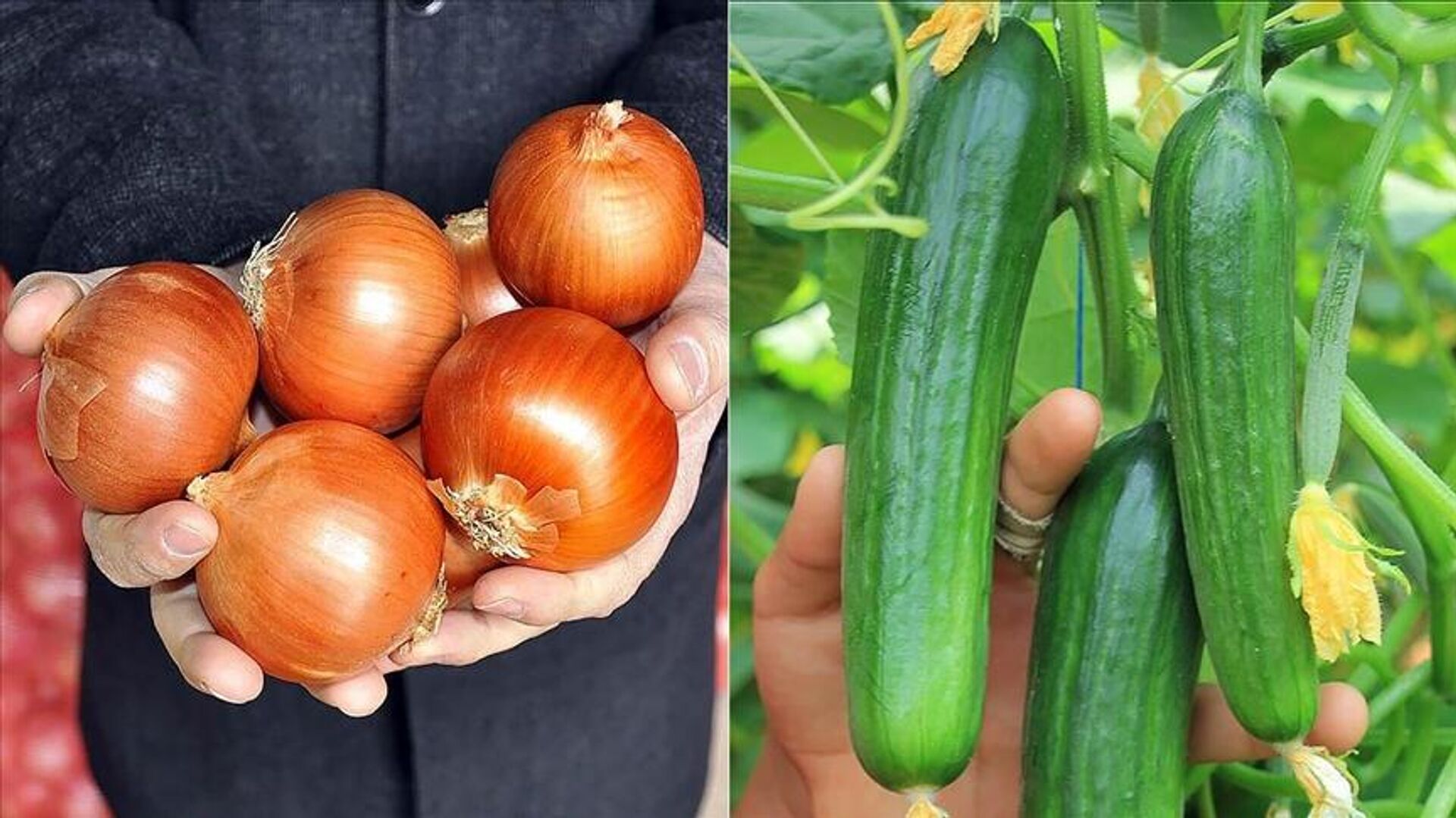 Soğan, salatalık - Sputnik Türkiye, 1920, 05.05.2022