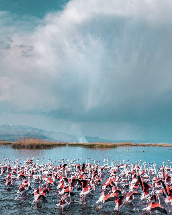 Flamingolar Afyon'da - Sputnik Türkiye