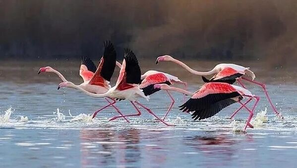 Flamingolar Afyon'da - Sputnik Türkiye