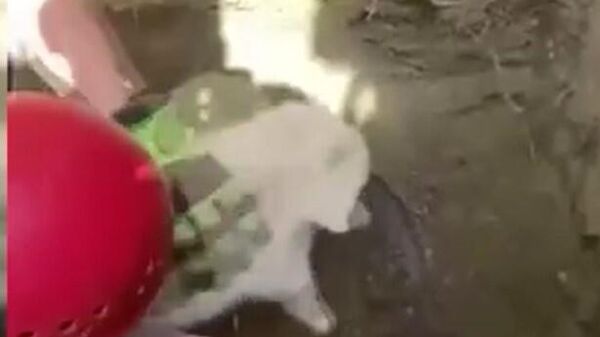 Yerin altındaki su giderine sıkışan yavru köpeği itfaiye kurtardı - Sputnik Türkiye