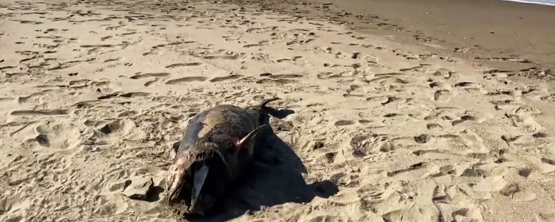 Sakarya’nın Karasu ilçesinde sahile ölü yunus balığı vurdu. - Sputnik Türkiye, 1920, 08.05.2022