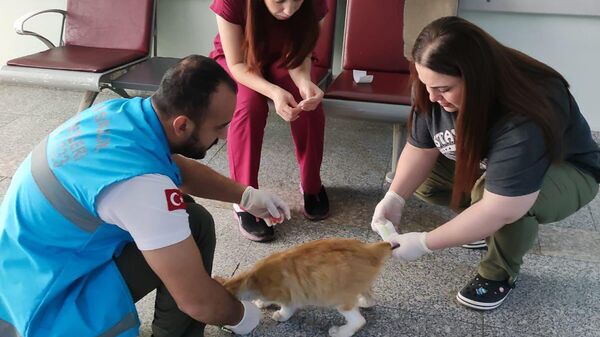 Hastane kapısına giden kuyruğu kesilmiş hamile kediye sağlık ekipleri müdahale etti
 - Sputnik Türkiye