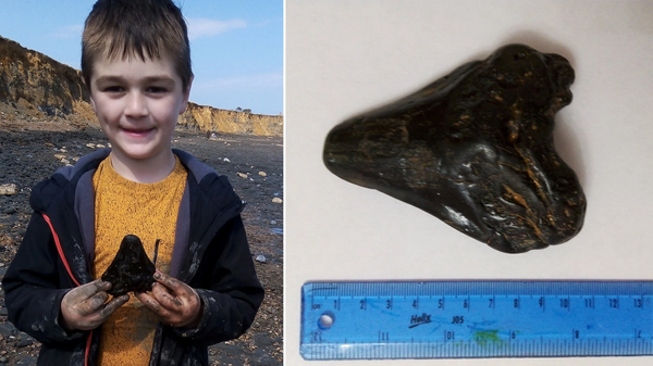 6 yaşındaki çocuk, sahilde dev megalodon köpekbalığı dişi buldu - Sputnik Türkiye