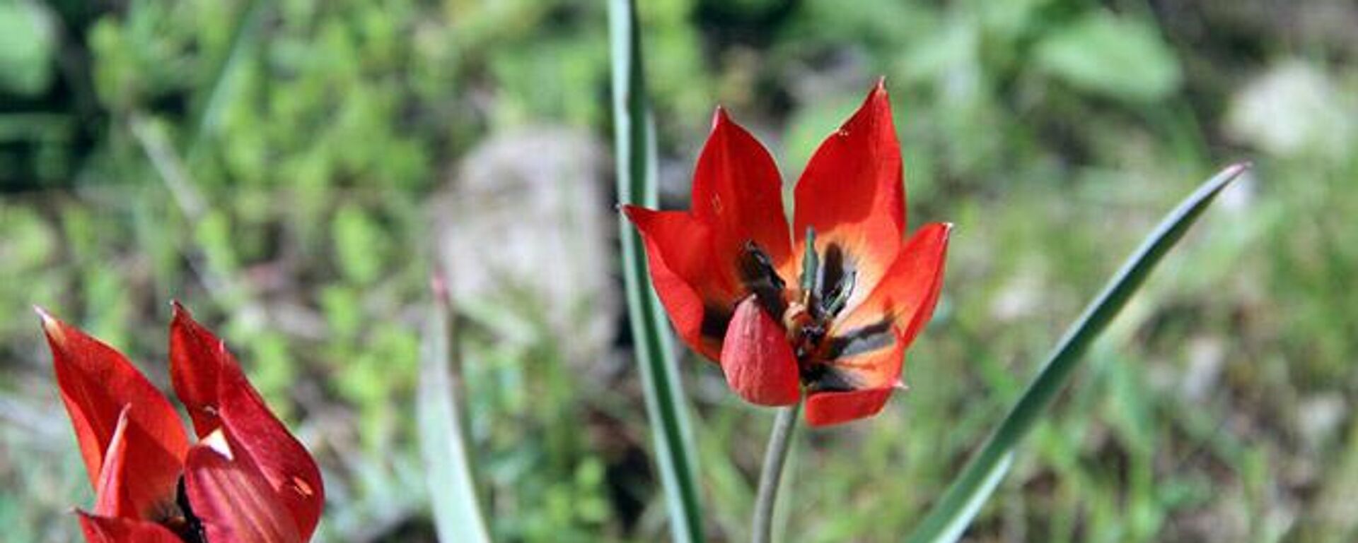 Manisa Lalesi (Tulipa orphanidea) - Sputnik Türkiye, 1920, 10.05.2022