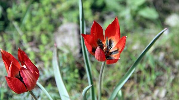 Manisa Lalesi (Tulipa orphanidea) - Sputnik Türkiye