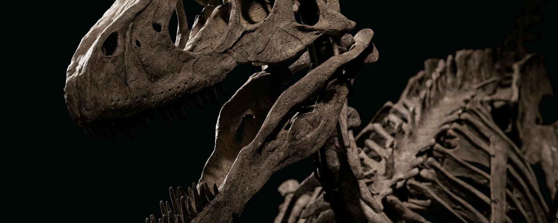 Jurassic Park filmine ilham veren dinozor iskeleti
 - Sputnik Türkiye, 1920, 13.05.2022