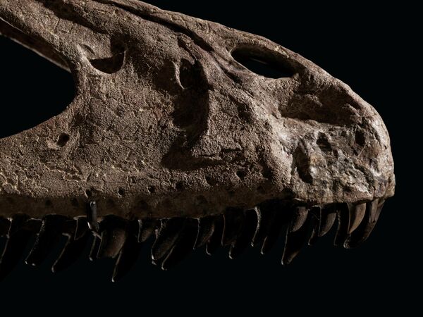 Jurassic Park filmine ilham veren dinozor iskeleti
 - Sputnik Türkiye