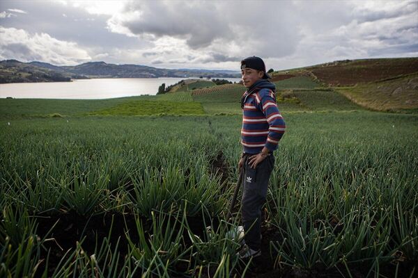 Kolombiya&#x27;nın Boyaca şehrinde Dünya Çiftçiler Günü kapsamında çiftçiler patates hasatlarını toplarken görüntülendi. - Sputnik Türkiye