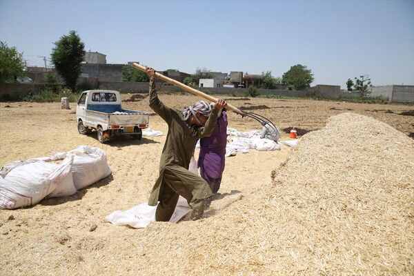Pakistan&#x27;ın başkenti İslamabad&#x27;da çiftçiler, tarlalarında çalışmalarını sürdürdü. - Sputnik Türkiye
