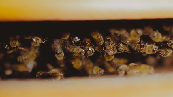 Arı - Sputnik Türkiye