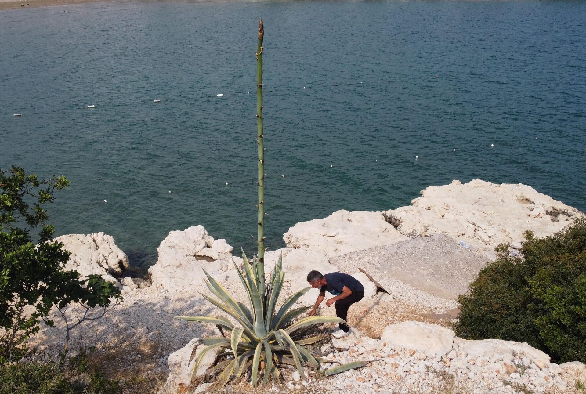 Sabır çiçeğinin dayanıklı ve çok az bakım gerektirdiği kurak koşullara adapte olduğu için diğer bitkilere göre yaklaşık 10 kat daha fazla su tuttuğu kaydedildi. - Sputnik Türkiye, 1920, 20.05.2022