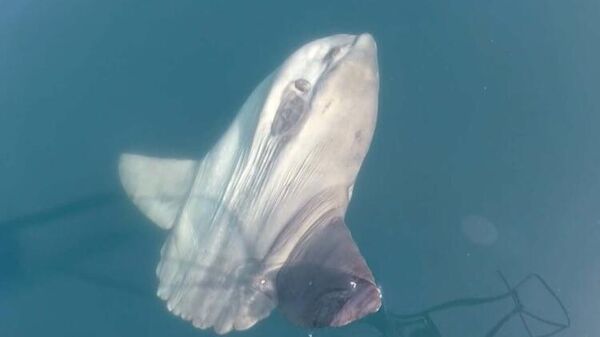 Gökçeada açıklarında ay balığı ve balinaları  - Sputnik Türkiye
