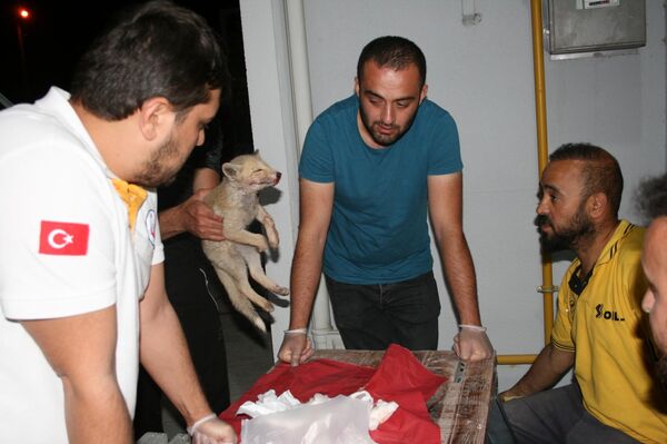 Çarptığı yavru tilkiyi 112 Acil Servis İstasyonu'na götürdü - Sputnik Türkiye