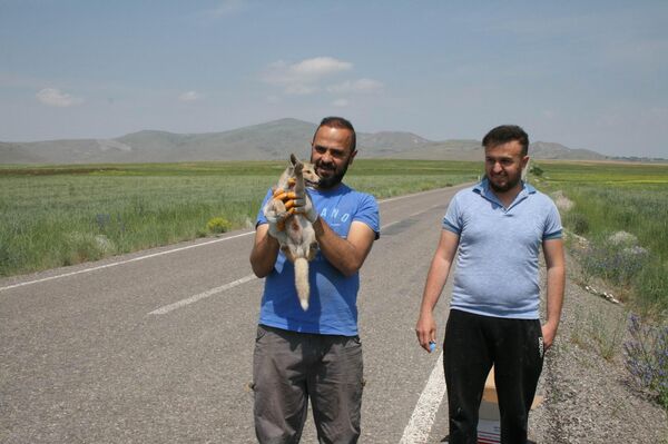 Çarptığı yavru tilkiyi 112 Acil Servis İstasyonu'na götürdü - Sputnik Türkiye