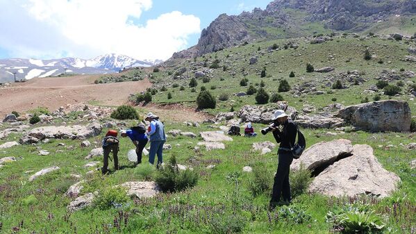 Munzur Dağları'nda 2 bin 648 böcek ile 955 bitki türü kayıt altına alındı - Sputnik Türkiye