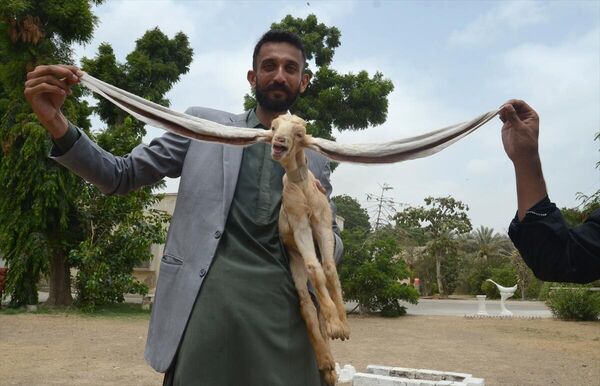Pakistan'da doğan dünyanın en uzun kulaklı keçisi: Simba - Sputnik Türkiye