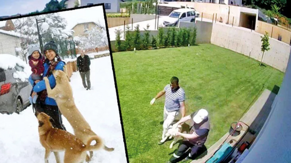 Belediye ekipleri, aile evde yokken bahçesindeki köpeklerini uyutarak götürdü - Sputnik Türkiye