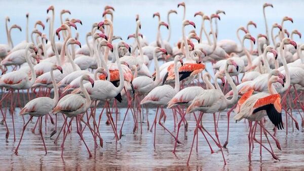 Google Earth'ten flamingo gözlemi  - Sputnik Türkiye
