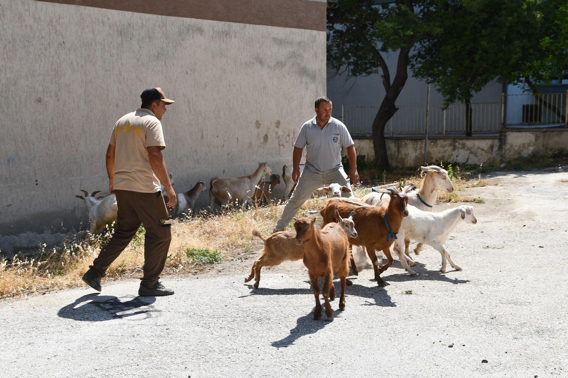  Aydın'ın Söke ilçesinde son dönemde başıboş gezen keçilerle ilgili vatandaşlardan gelen şikayetlerin artması üzerine ekipler tarafından yaklaşık 80 keçi yakalanarak koruma altına alındı. - Sputnik Türkiye, 1920, 21.06.2022